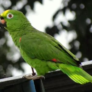 Loro Amazonas Frentiazul