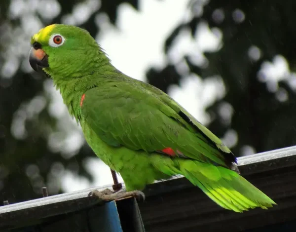 Loro Amazonas Frentiazul