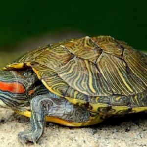 Tortuga de orejas rojas