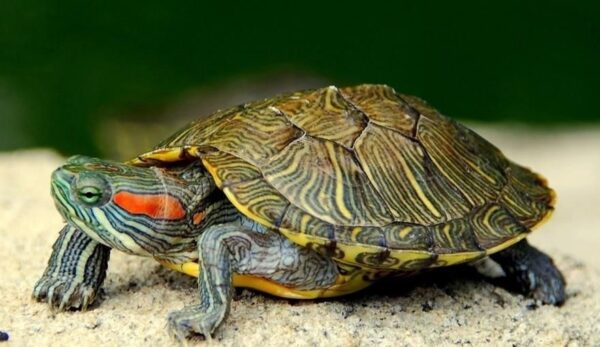 Tortuga de orejas rojas