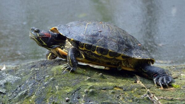 Tortuga de orejas rojas - Imagen 2