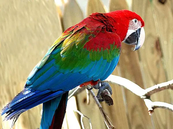 Guacamayo Escarlata - Imagen 2