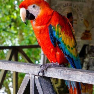 Guacamayo Escarlata