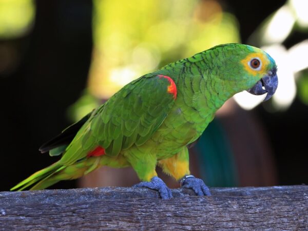Loro Amazonas Frentiazul - Imagen 2