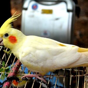 Cacatúa Ninfa Lutina