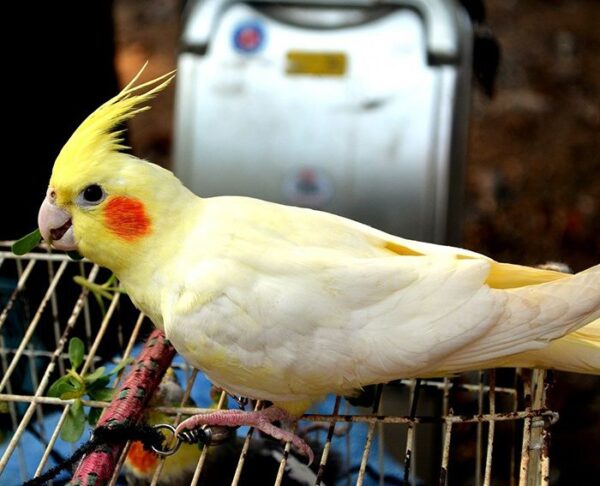 Cacatúa Ninfa Lutina